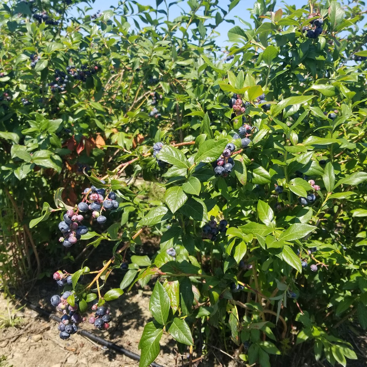 Ayers And Zicarelli Fresh Farm Eggs! photo 2