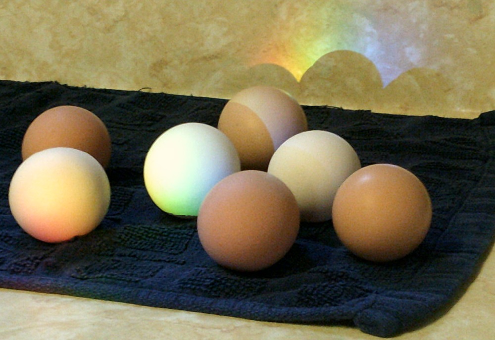 Ayers And Zicarelli Fresh Farm Eggs!