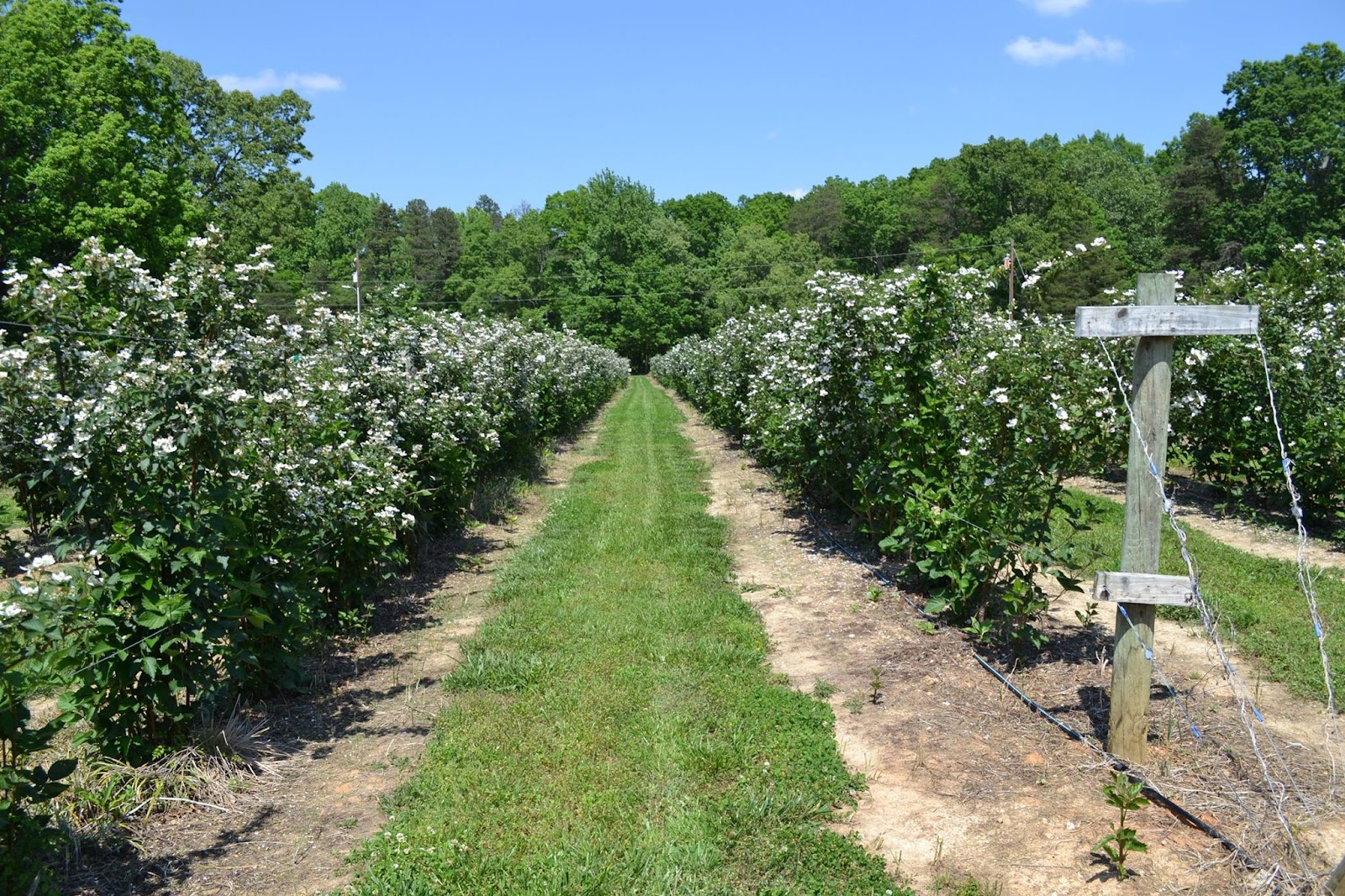 Blueberry Thrill Farm