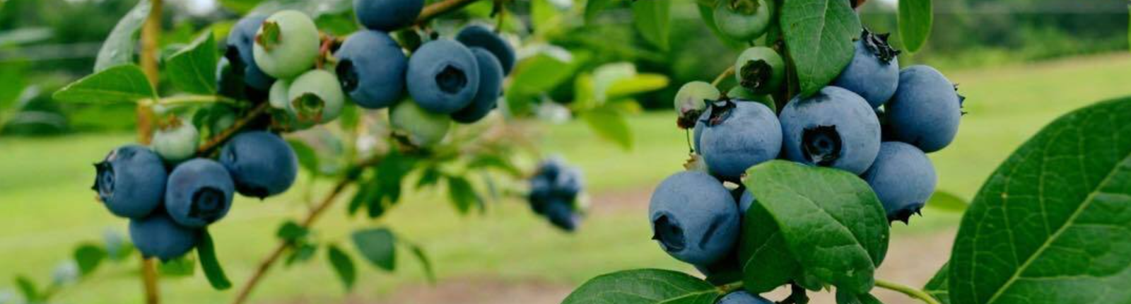 Blueberry Thrill Farm photo 2