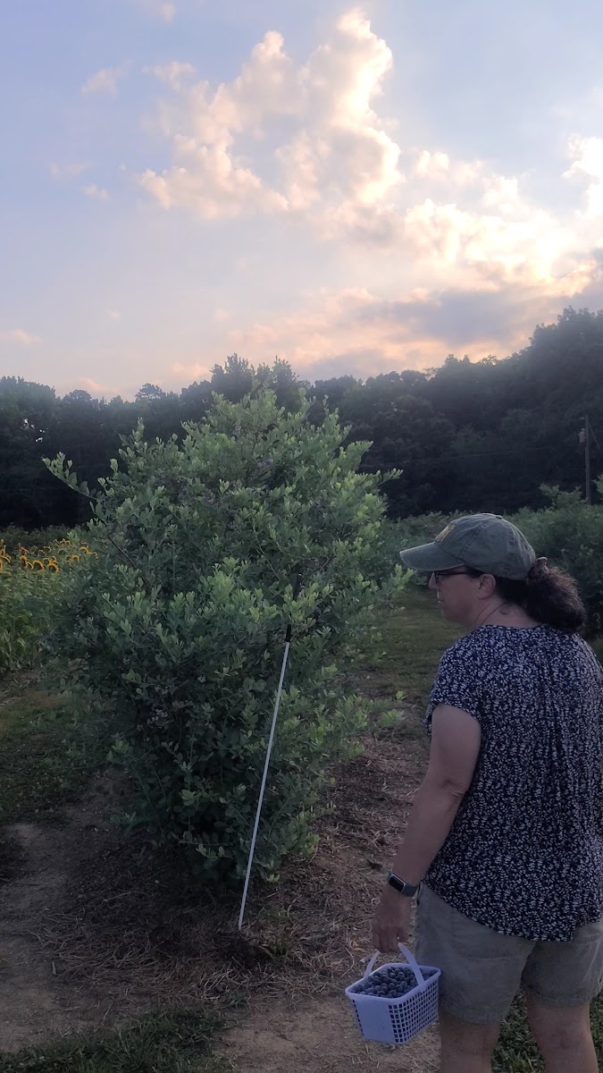 Blueberry Thrill Farm photo 3