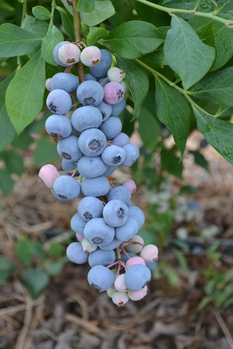 Blueberry Thrill Farm photo 5