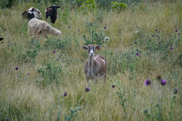 Hillside Meadow Farm photo 7