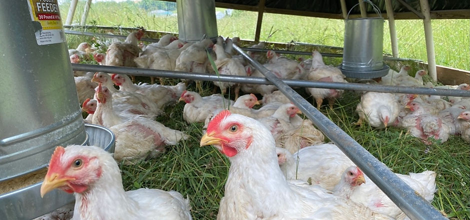 Hillside Meadow Farm photo 8