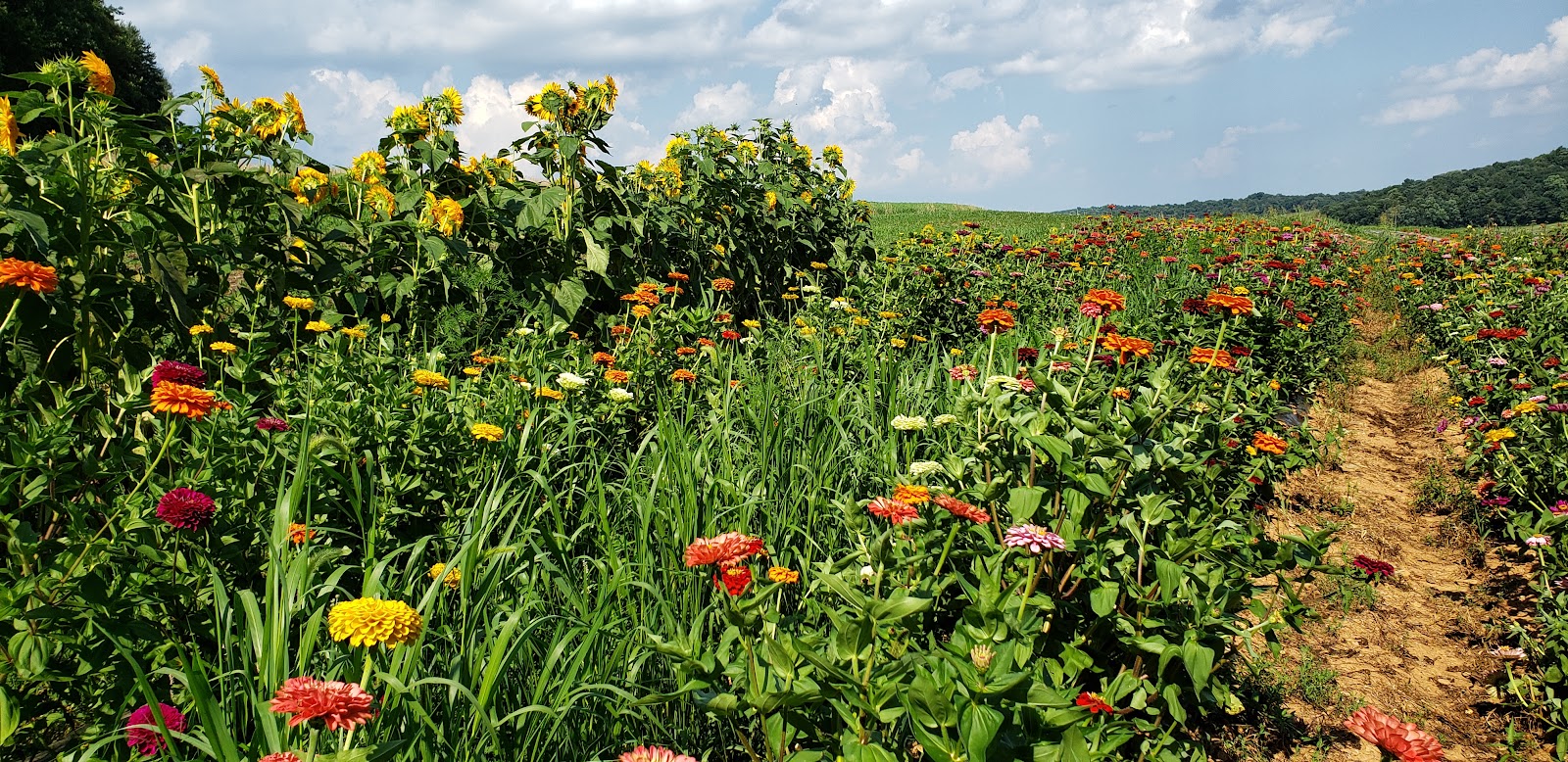 Hillside Meadow Farm photo 2