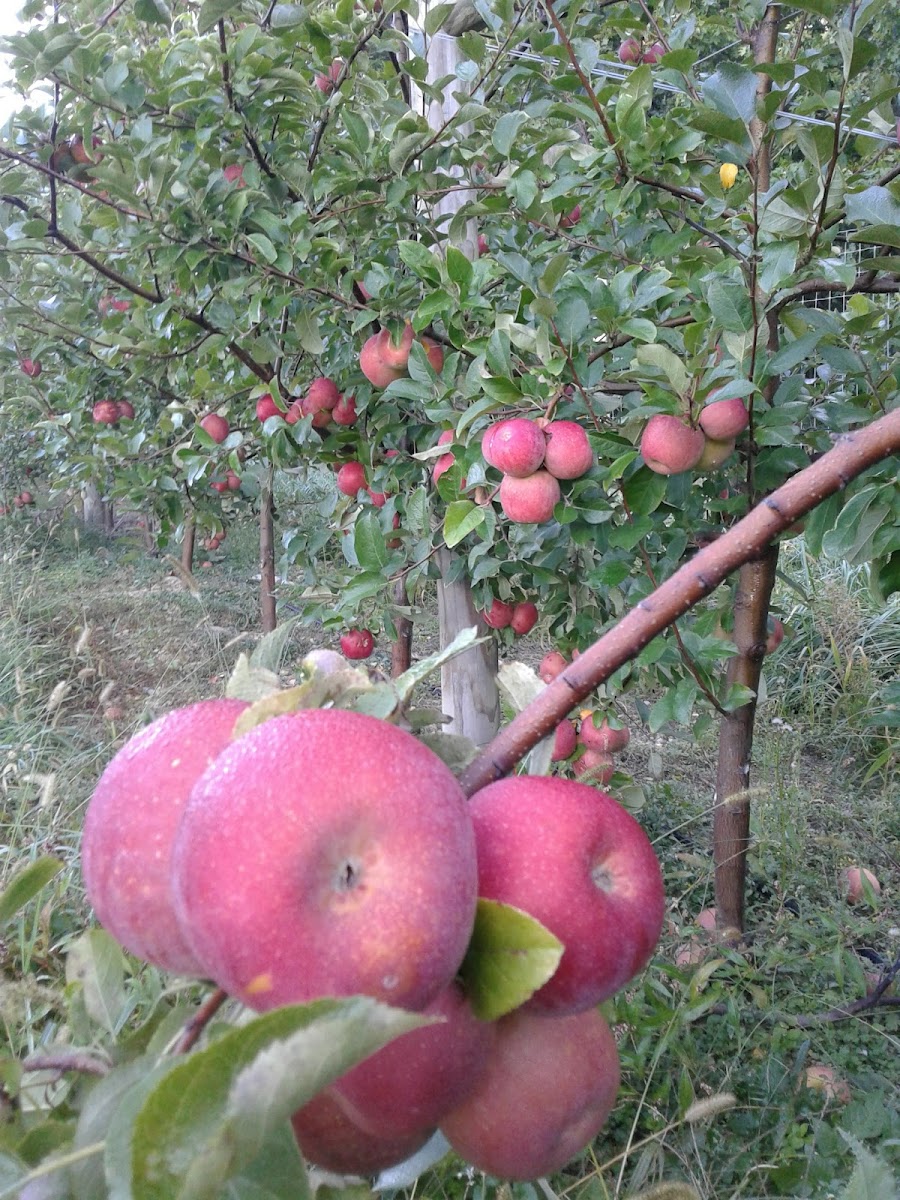 Hillside Meadow Farm photo 3
