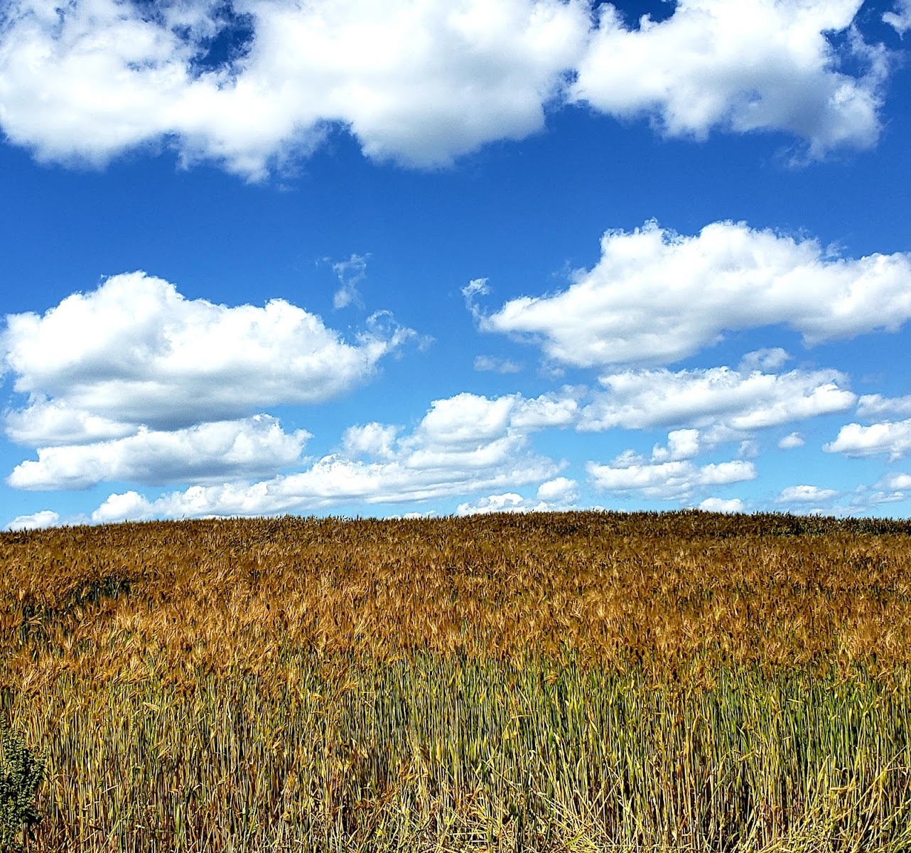Hillside Meadow Farm photo 4