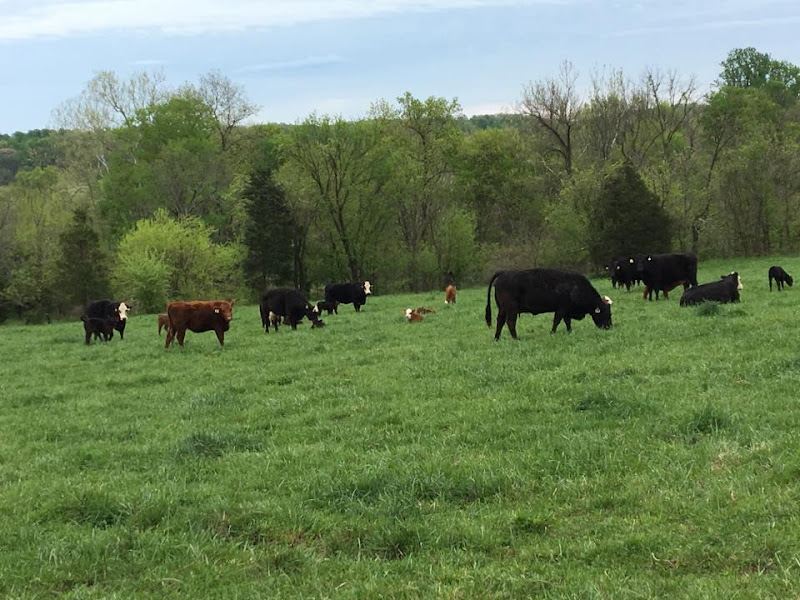 Denny's Grassfed Beef