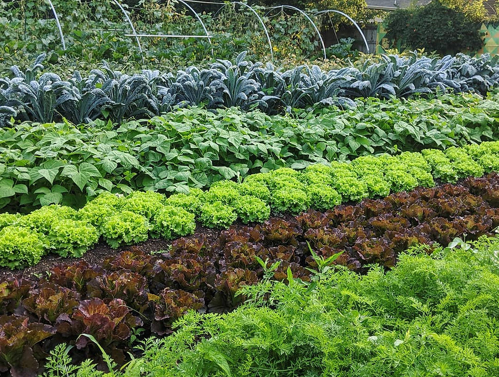 Turnbuckle Farm photo 5