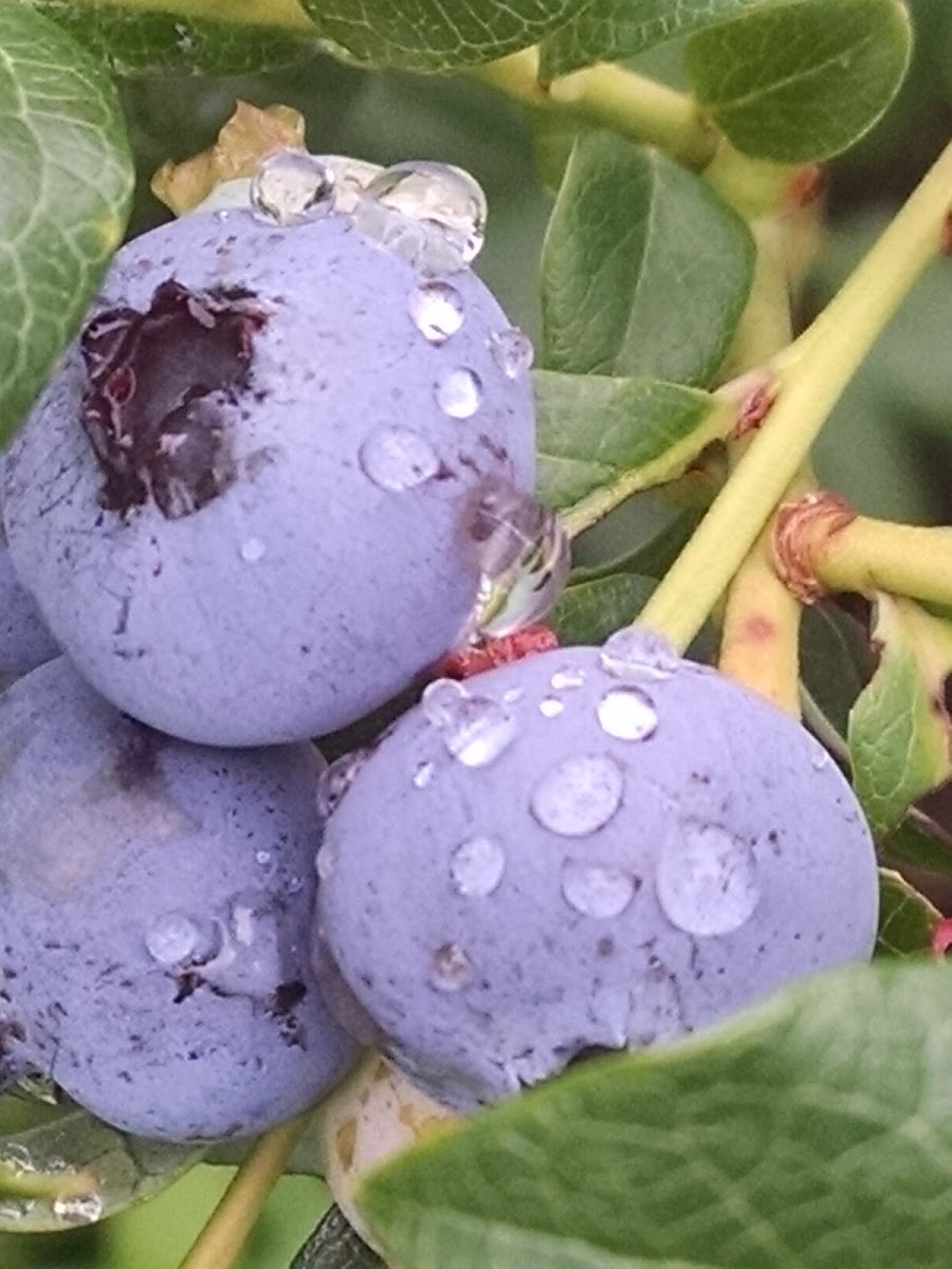 Emery's Farm photo 3