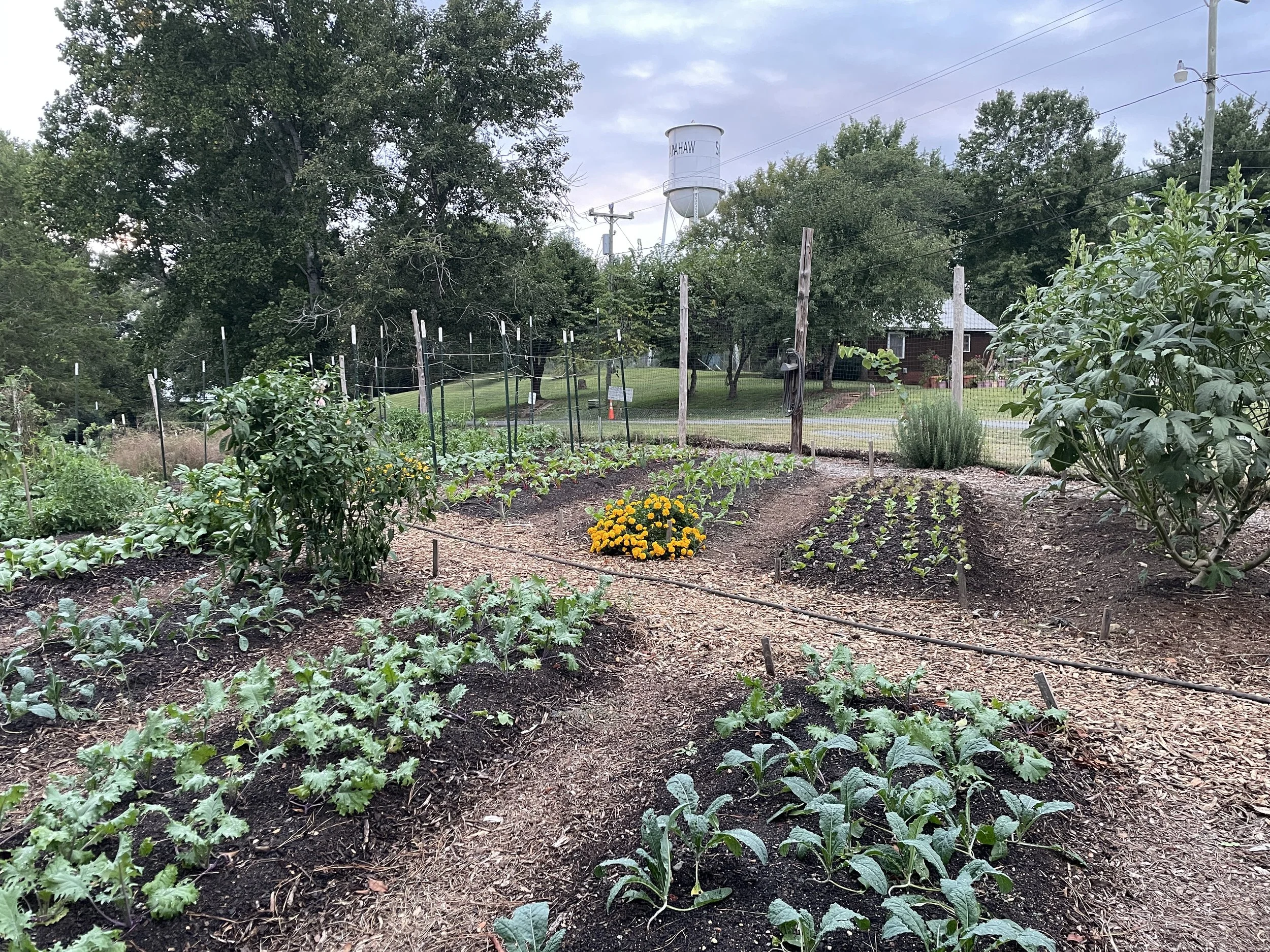 Sax Patch Community Garden photo 4