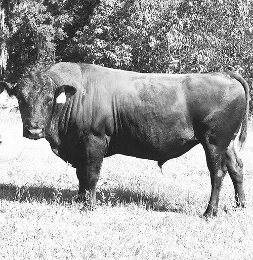 Artisan Cattle photo 7