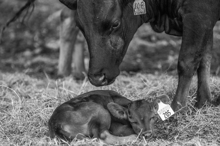 Artisan Cattle photo 6