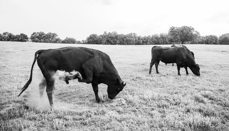 Artisan Cattle photo 9