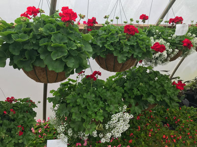 LouAllen Farms photo 3