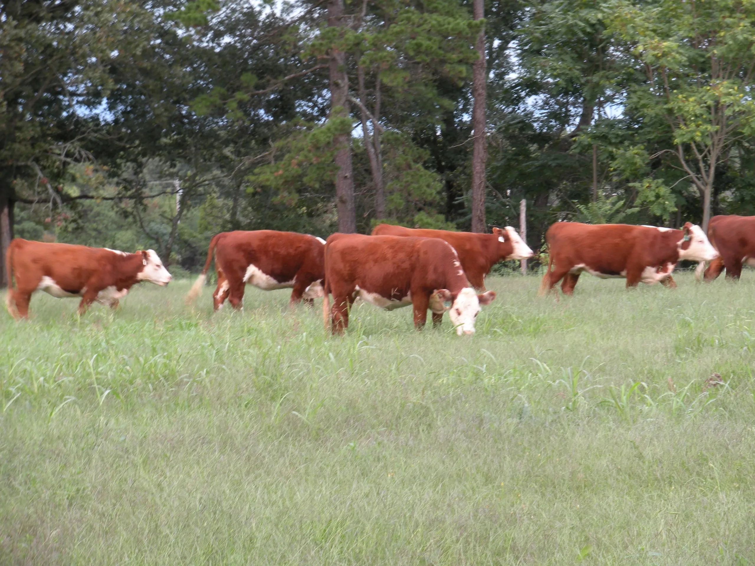 Carolina Grassfed Beef & Free-Range Eggs photo 4