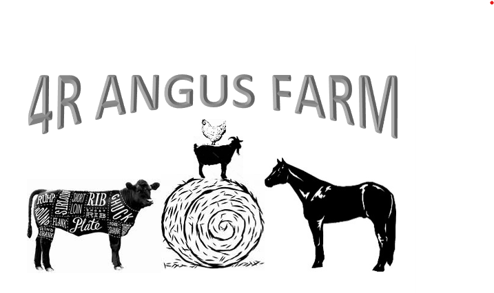 4R Angus Farm