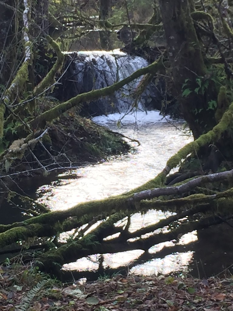 Independence Creek Farms