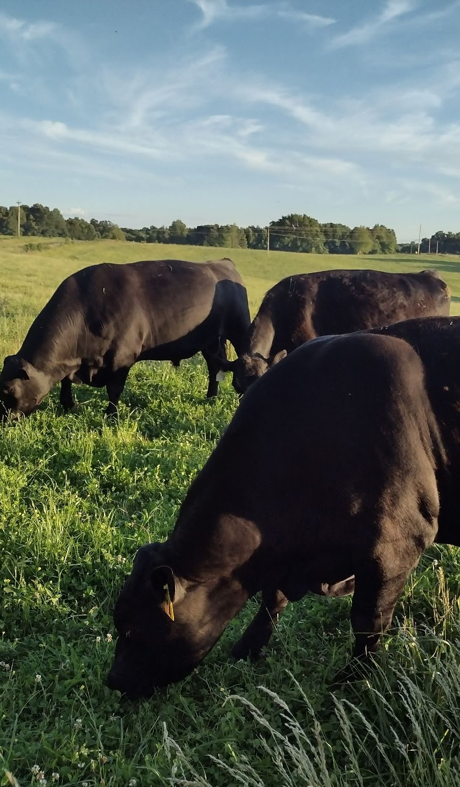 Firefly Fields Farm photo 2