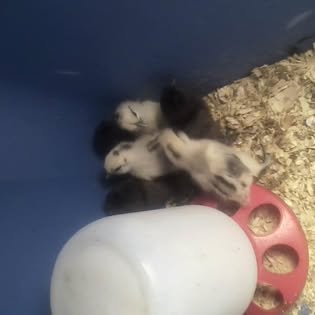 Fowl Play Pastured Poultry