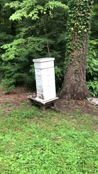 Dandelion Springs Apiary