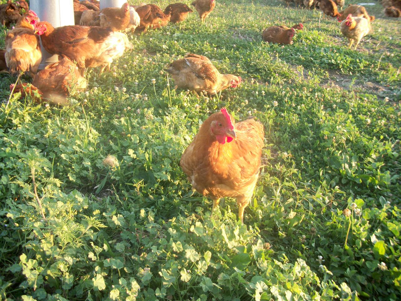 Auntie Annie's Fields, LLC