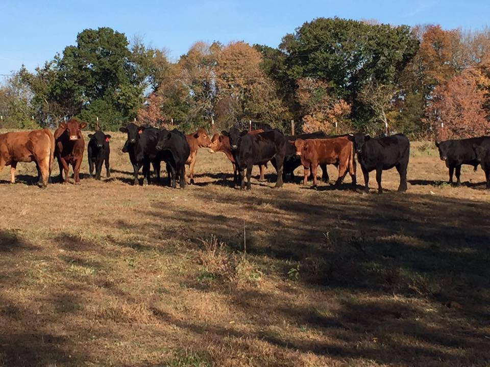 Walnut Hills Farm