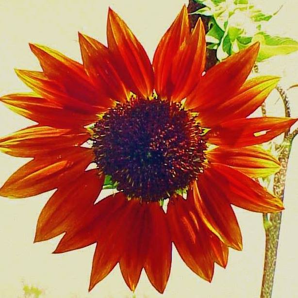 Hartwell Farmers' Market