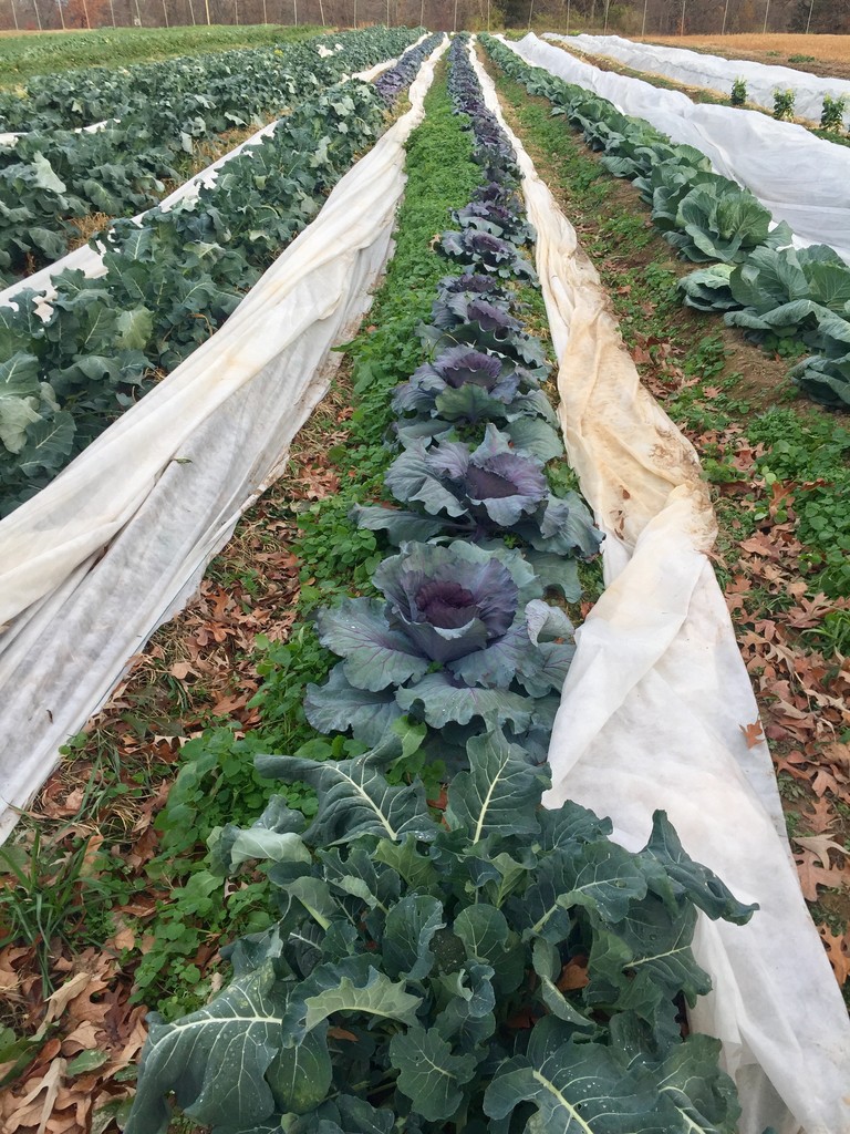 Cobblestone Project Farm