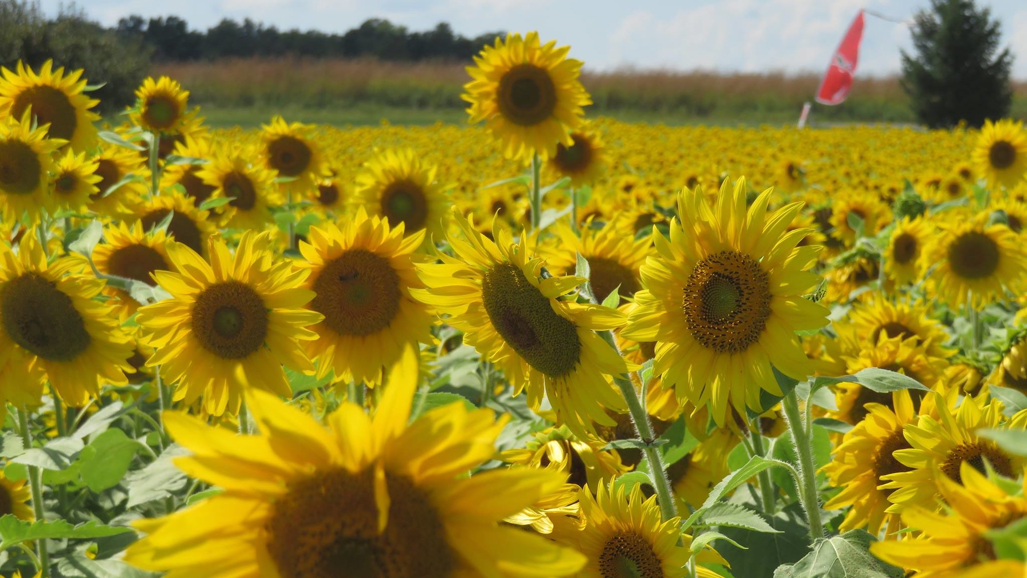 CherryHawk Farm photo 6
