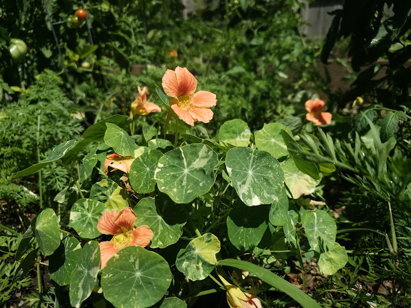 Wild Trillium Farm, LLC