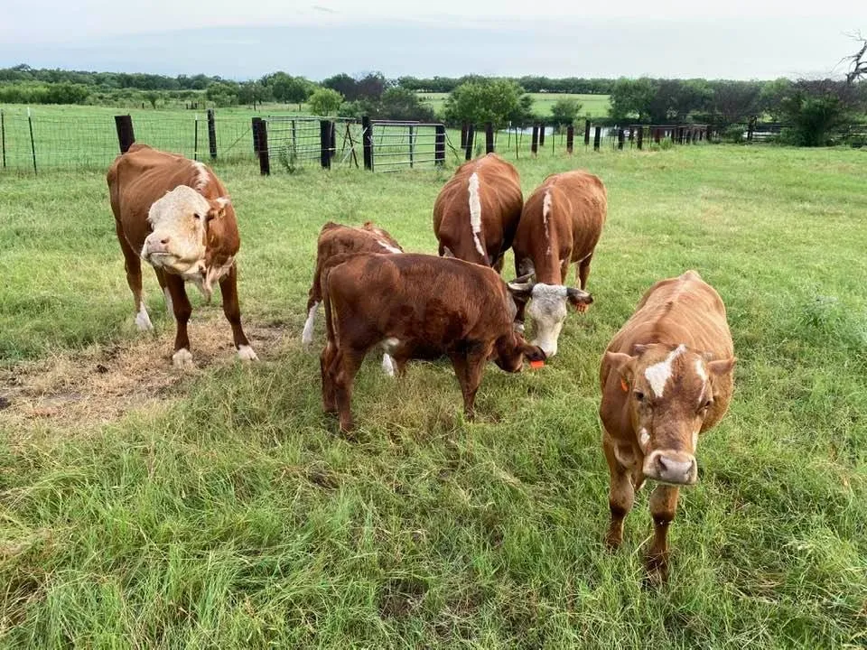 Signature Springs Farm photo 13