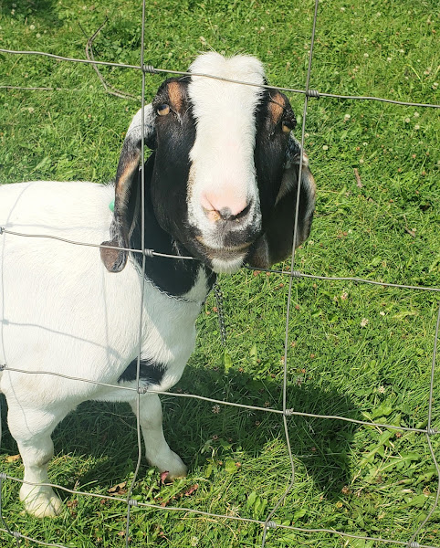 Back to your roots farm