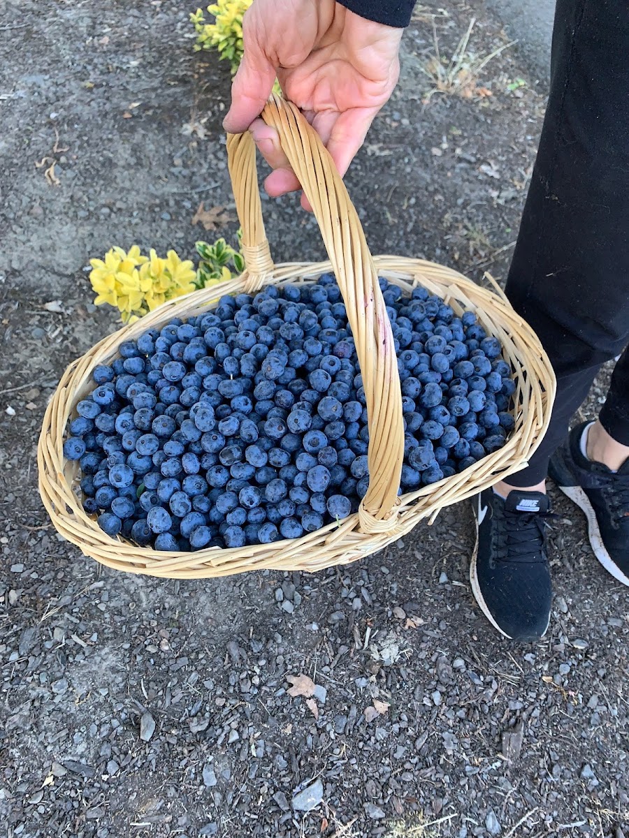 Blueberry Ridge Farm Inc photo 2
