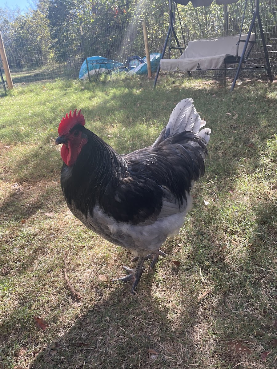 Scherer Homestead photo 3