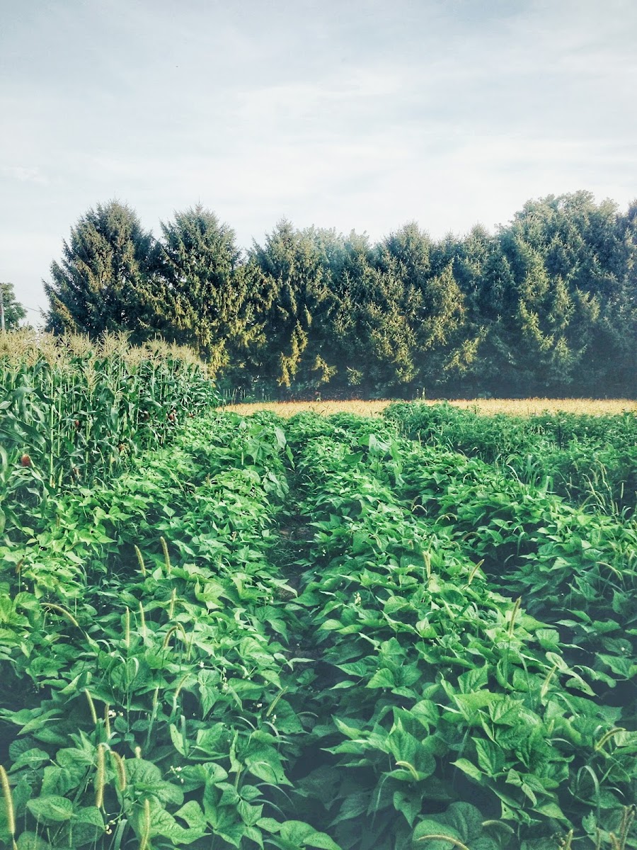 Kingdom Farms photo 2