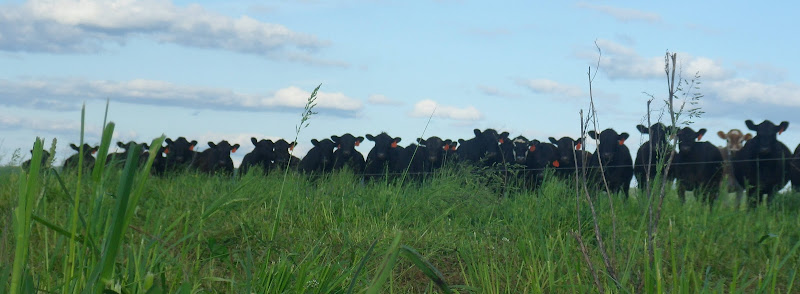 Harmony Acres – Houston