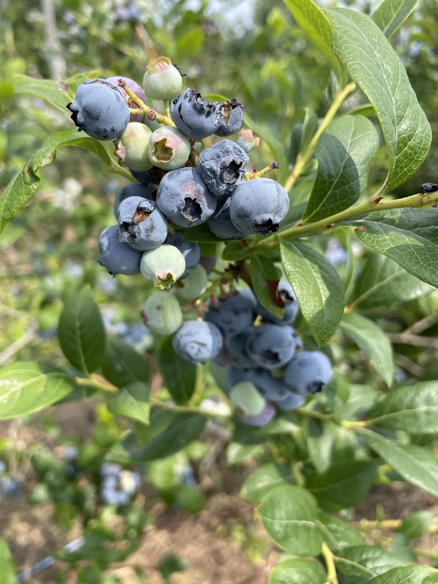 Berryhill Farm photo 2