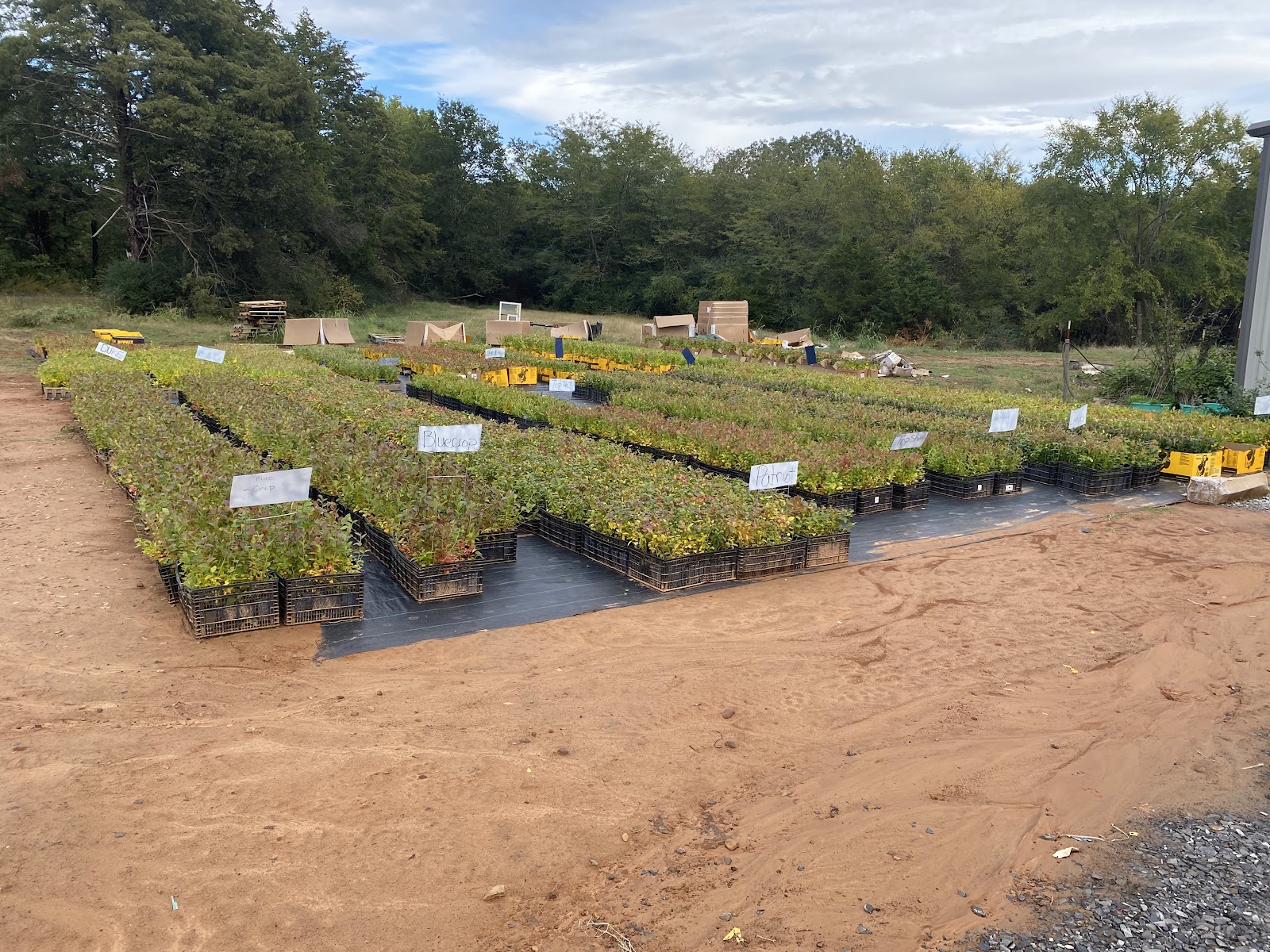 PENSE NURSERY, INC. photo 4