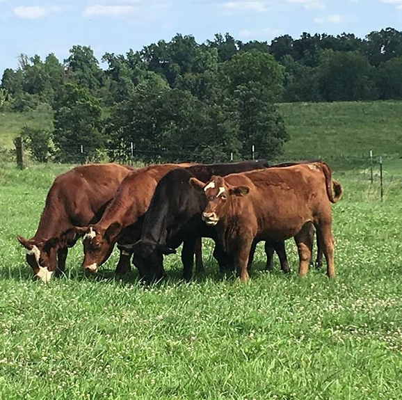 Ozark Prime Beef photo 2
