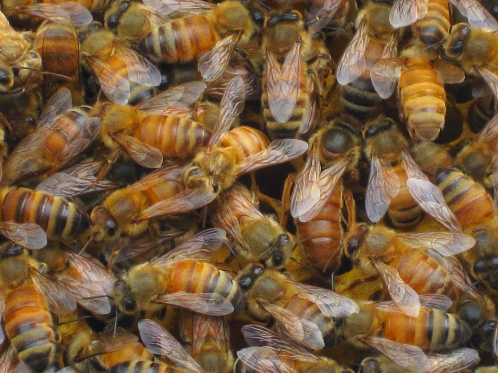 Dancing Bee Honey Farm LLC