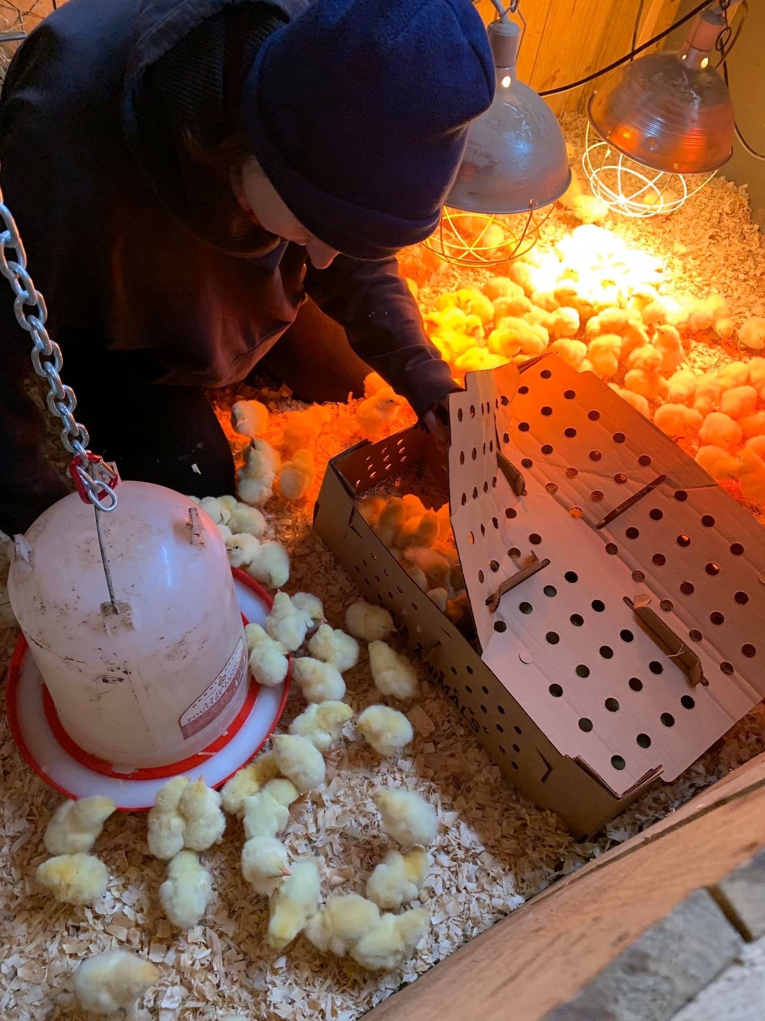 Copley's Fresh Start Farm photo 3