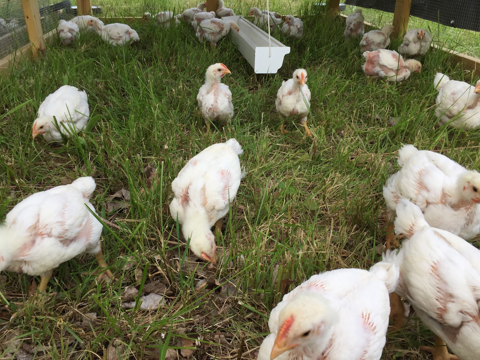 Copley's Fresh Start Farm photo 2