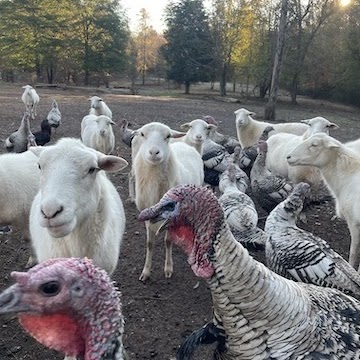 Doko Farm photo 6
