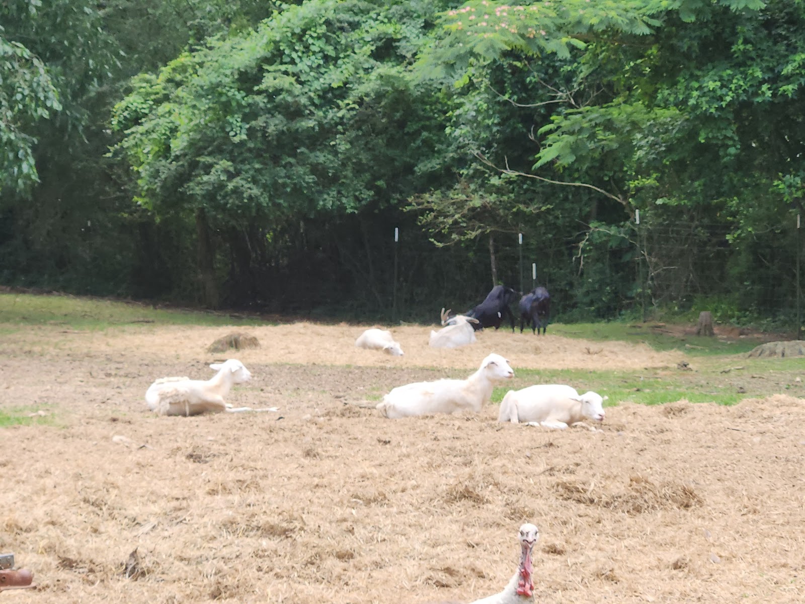 Doko Farm photo 3