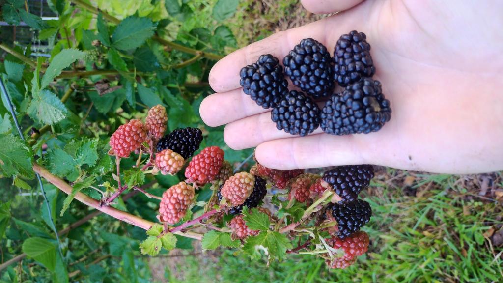 Deckle Edge Farm, LLC