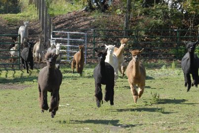 Six Paca Farm photo 6