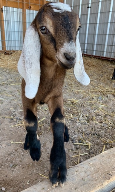 Desert Sun Body Care