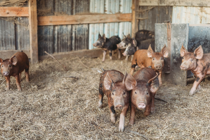 Hidden acres farm photo 3