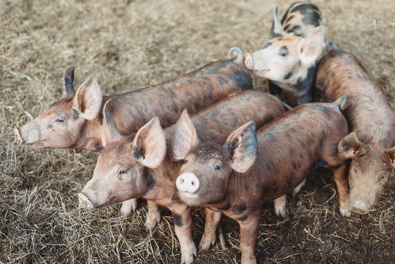 Hidden acres farm photo 4